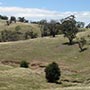 Die ersten 100 km sehen immer noch sehr nach New South Wales aus...