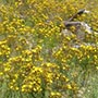 ...ab und zu kleine Waldflächen.