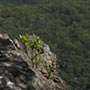 Blick vom Mount Victoria am Tor zur City of Blue Mountains.