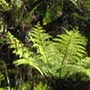 In den Tälern und entlang der Hänge regiert dichter Regenwald.