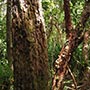 Rainforest Trees.