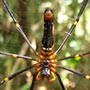 Spinne im Regelwald.