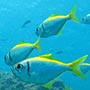Viele bunte Fische.