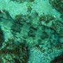 Kaum zu erkennen: Ein 'Wobbegong' aus der Familie der Teppichhaie. Guess why!
