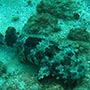 Noch ein Wobbegong mit anderer Tapete.