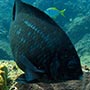 Fische...
