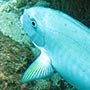 Fische...
