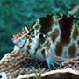 Fische...