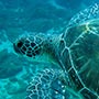 Eine grüne Meeresschildkröte über dem 'Turtle Reef' bei Cook Island.