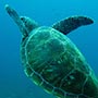 Sieht sehr entspannt aus, wenn die Green Turtles so durchs Wasser 'fliegen'.