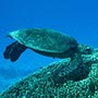 Hawksbill Turtle frisst die Alegn zwischen den Korallen...