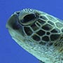 Green Turtle.