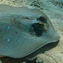 Blue-spotted Stingray - Ein Stachelrochen.