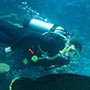 Mein Buddy schwimmt mit einer Napoleon Wrasse.
