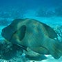 Die Napoleon Wrasse wird bis zu zwei Meter groß.
