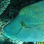Napoleon Wrasse.