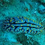 Eine Nudibranch - Eine Art Nacktschnecke.