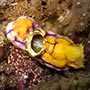 Nudibranch.