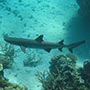 Whitetip Reef Shark.