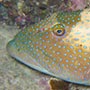 Coral Trout.