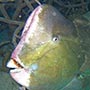Bumphead Parrotfish, 120 cm.