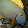 Pencilled Surgeonfish.