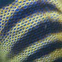 Six-banded Angelfish.