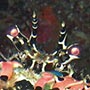 Ornate Spiny Lobster.
