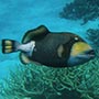 King Triggerfish. Der Fisch kann einer Stachel aus seinem Rücken schießen.