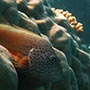 Forster's Hawkfish.