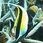 Moorish Idol.
