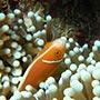 Pink Anemonefish.