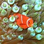 Orange Anemonefish.