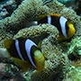 Orangefin Anemonefish.