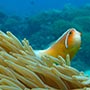 Pink Anemonefish.