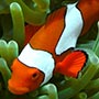 Der Fisch ist nur 5 cm groß und unter Wasser schwer zu finden!