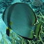 Round Batfish.