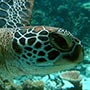 Green Turtle.