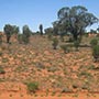 Rote Sanddünen vor Alice Springs.
