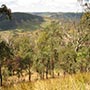 Das grüne Hinterland der Gold Coast.