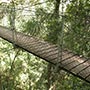 Treetop Walks.