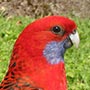 King Parrot Weibchen.