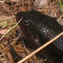 Ein Black She-Oak Skink.