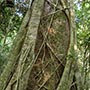 Parasitäre Pflanzen umranken einen Baumstamm.