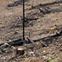 Teile der Wälder von NSW werden regelmäßig von Buschfeuern ausradiert.