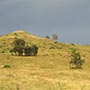 Typische gelbgrüne Hügel in NSW.