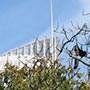 Flying Foxes im Botanic Garden...